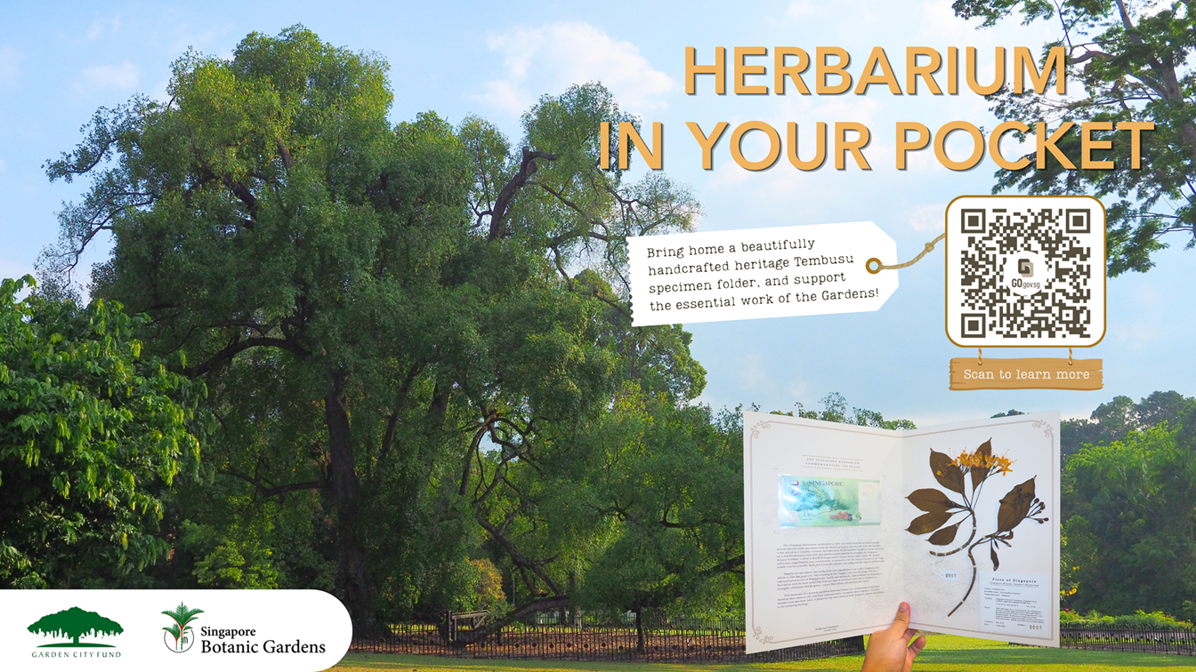 Herbarium in Your Pocket